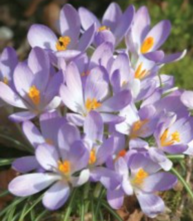 Krokusi rudens gaiši violeti 8/9 100gab