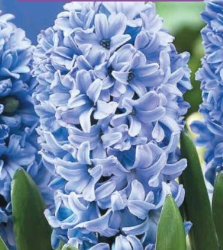 Hiacintes DELFT BLUE 15/16 30gab