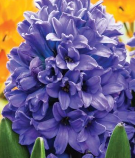 Hiacintes BLUE STAR 16/17 30gab
