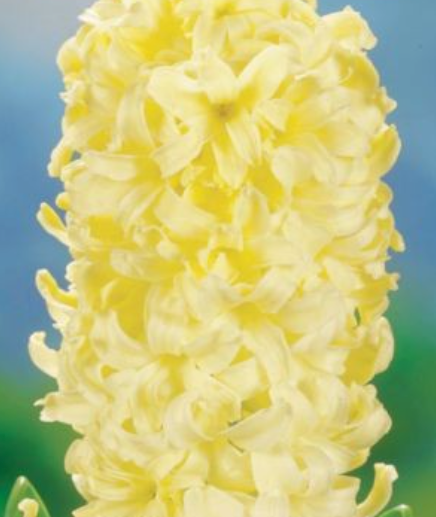 Hiacintes YELLOW QUEEN 16/17 30gab