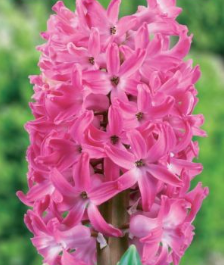 Hiacintes PINK PEARL 16/17 30gab