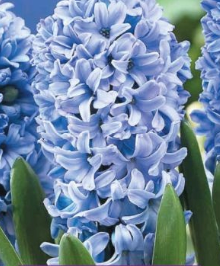 Hiacintes DELFT BLUE 16/17 30gab