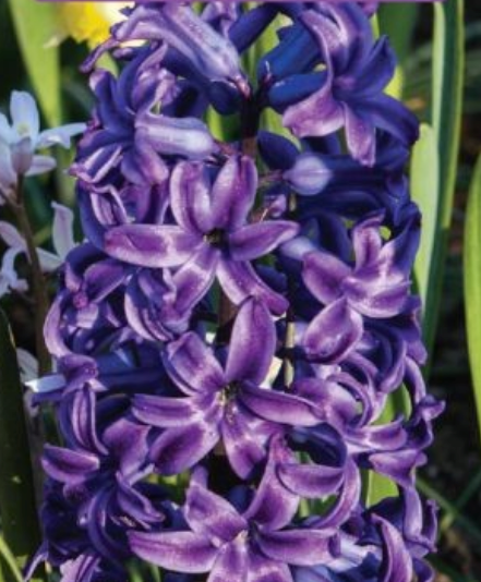 Hiacintes PURPLE STAR 16/17 30gab