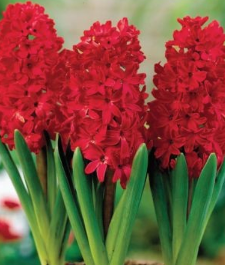 Hiacintes RED GLORY 16/17 30gab