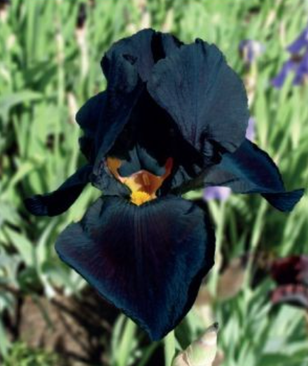 Īrisi bārdainie BLACK KNIGHT 8gab
