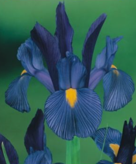 Īrisi Holandes SAPPHIRE BEAUTY 7/8 150gab