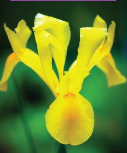 Īrisi Holandes ROYAL YELLOW 7/8 150gab