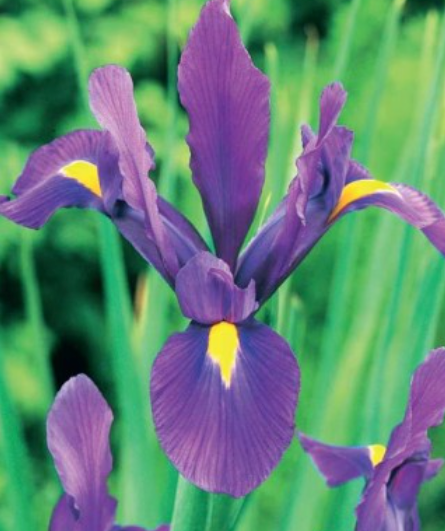 Īrisi Holandes PURPLE SENSATION 7/8 150gab