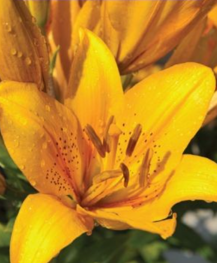 Lilijas Āzijas CORDELIA 16/18 20gab