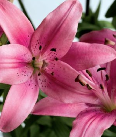 Lilijas Āzijas VIVALDI 16/18 20gab