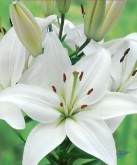Lilijas Āzijas CANOVA 16/18 20gab