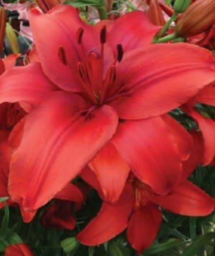Lilijas Āzijas RED HIGHLAND 16/18 20gab