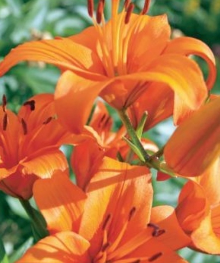 Lilijas Āzijas BRUNELLO 16/18 20gab