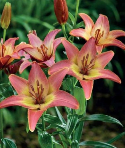 Lilijas Āzijas zemās FOREVER SUMMER 16/18 20gab