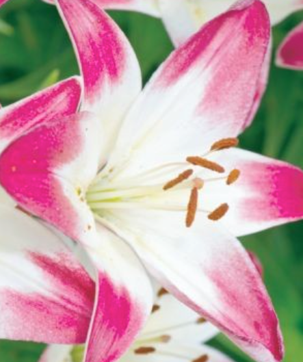 Lilijas Āzijas divkrāsu LOLLYPOP 14/16 20gab