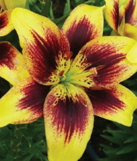 Lilijas Āzijas divkrāsu PIETON 14/16 20gab