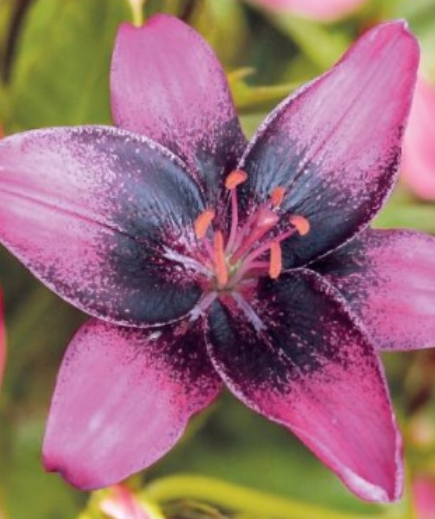 Lilijas Āzijas divkrāsu PURPLE DREAM 16/18 20gab