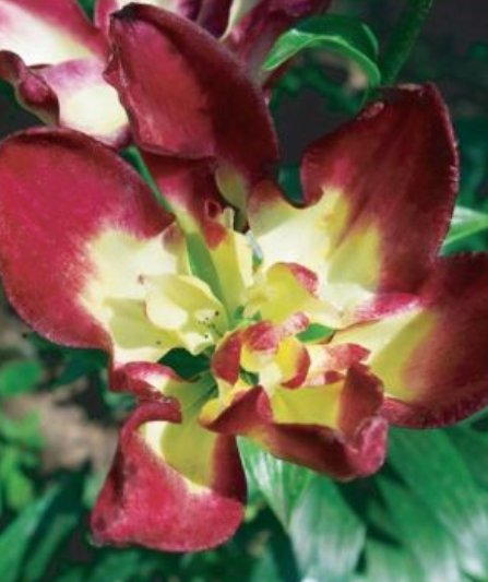 Lilijas Āzijas pildītās DOUBLE SENSATION 16/18 10gab