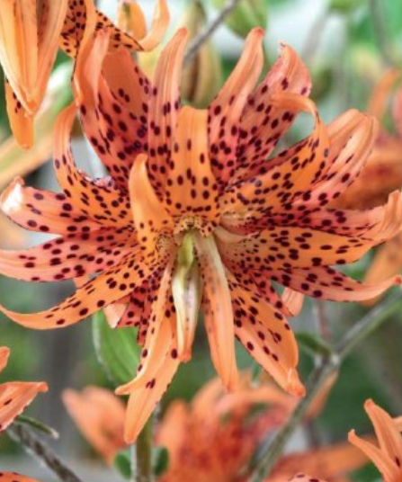 Lilijas Āzijas pildītās FLORE PLENO 14/16 10gab