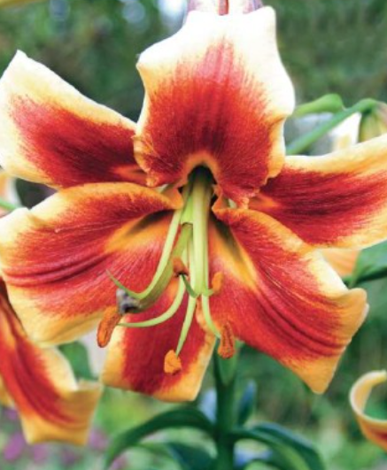Lilijas Lilijkoks RED MORNING 18/20 20gab