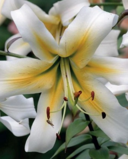 Lilijas Lilijkoks MISTER CAS 16/18 20gab