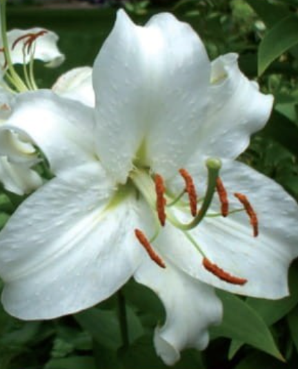 Lilijas Lilijkoks PRETTY WOMAN 16/18 20gab