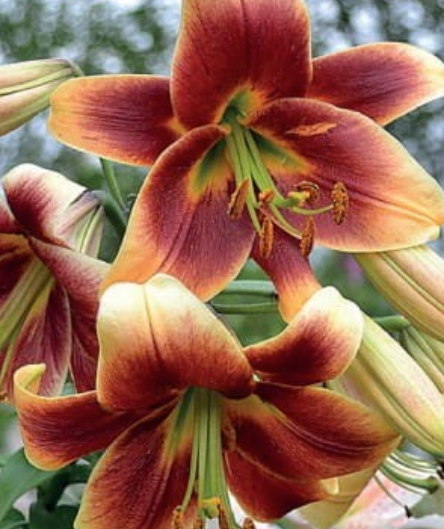 Lilijas Lilijkoks DEBBY 16/18 20gab
