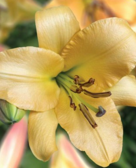 Lilijas Lilijkoks SALTARELLO 16/18 20gab