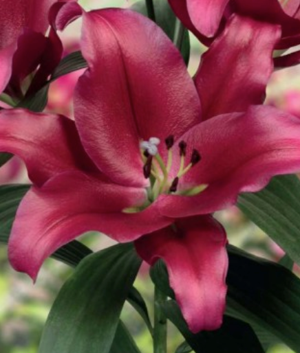 Lilijas Lilijkoks BORELLO 16/18 20gab
