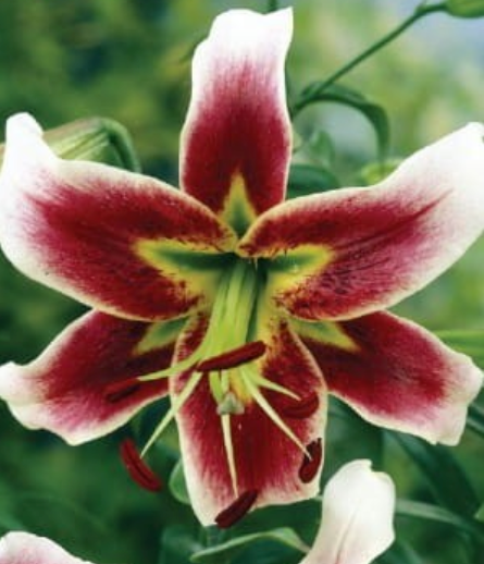 Lilijas Lilijkoks LESLIE WOODRIFF 16/18 20gab