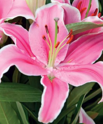 Lilijas Austrumu SORBONNE 16/18 20gab