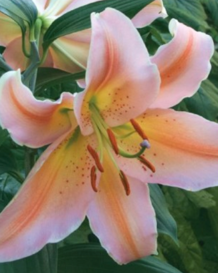 Lilijas Austrumu SALMON PARTY 14/16 20gab
