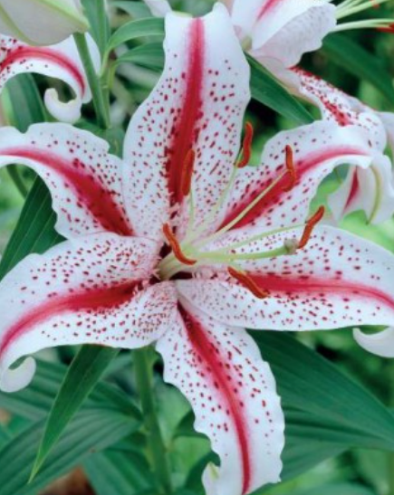 Lilijas Austrumu DIZZY 16/18 20gab