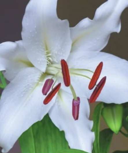 Lilijas Austrumu SIMPLON 16/18 20gab