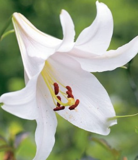 Lilijas Trompetlilijas  REGALE ALBUM 16/18 20gab