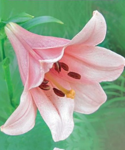 Lilijas Trompetlilijas  CASA ROSA 16/18 20gab