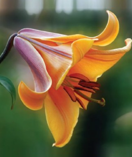 Lilijas Trompetlilijas  AFRICAN QUEEN 16/18 20gab