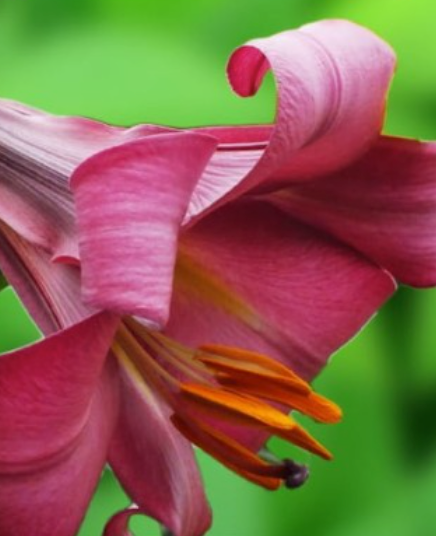 Lilijas Trompetlilijas PINK PERFECTION 16/18 20gab