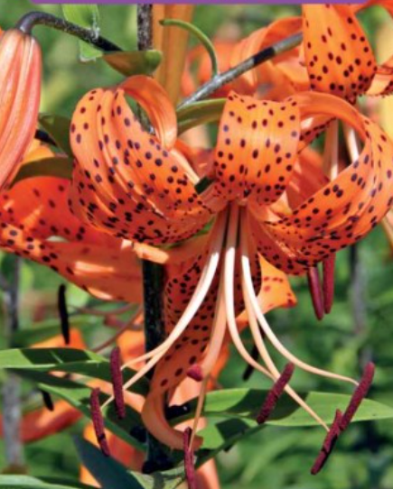 Lilijas Tīģerlilijas TIGRINUM 16/18 20gab