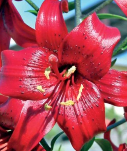 Lilijas Tīģerlilijas RED TIGER 16/18 20gab
