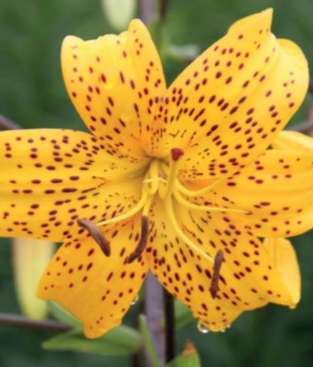 Lilijas Tīģerlilijas YELLOW TIGER 16/18 20gab