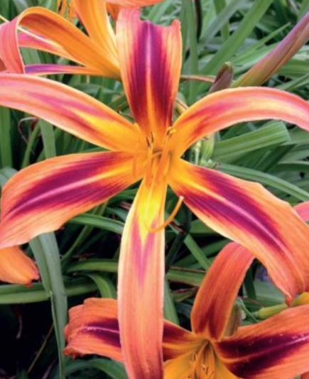 Dienlilijas TIGEREYE SPIDER 6gab