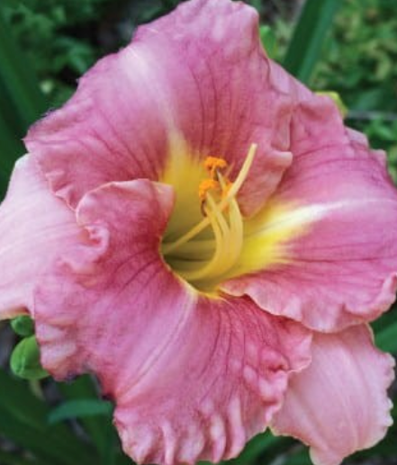 Dienlilijas ROMANTIC ROSE 6gab