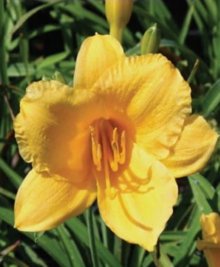 Dienlilijas STELLA D'ORO 6gab