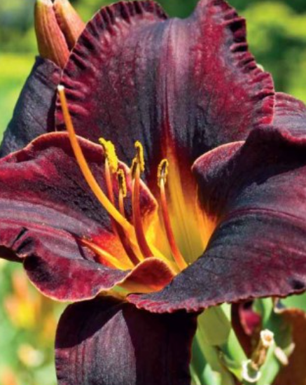 Dienlilijas SUPER PURPLE 6gab
