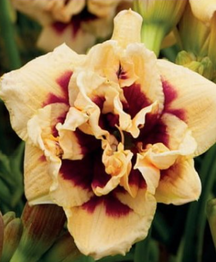 Dienlilijas ROSWITHA 8gab