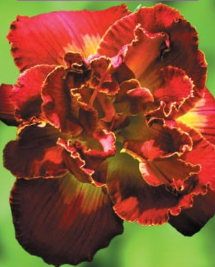 Dienlilijas MERLOT ROUGE 8gab