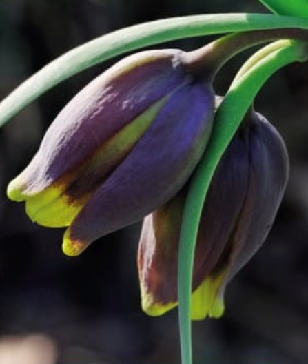 Fritilārijas Uva Vulpis LISIE GRONO 7/+ 50gab