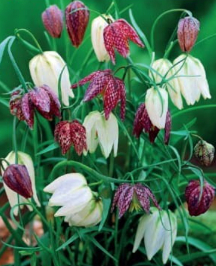Fritilārijas rūtainās maisījums 5/+ 50gab