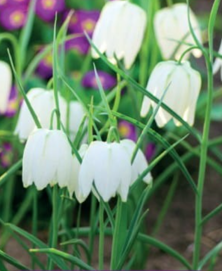 Fritilārijas rūtainās ALBA 6/+ 50gab